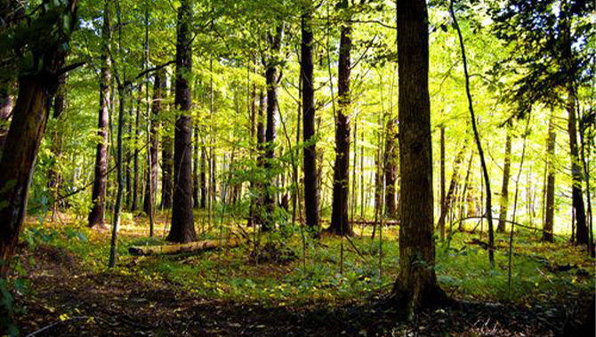 国产精品无码mv在线观看