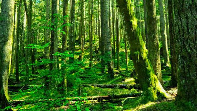 国产精品无码mv在线观看